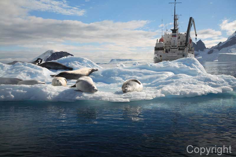 ship seals and ice