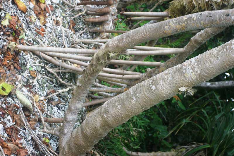 foreshore trees