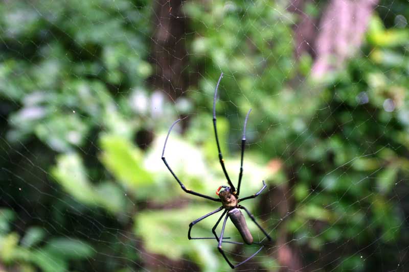 spider