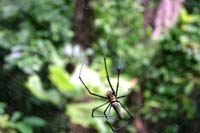 spider